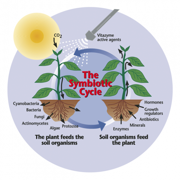 Symbiotic Cycle